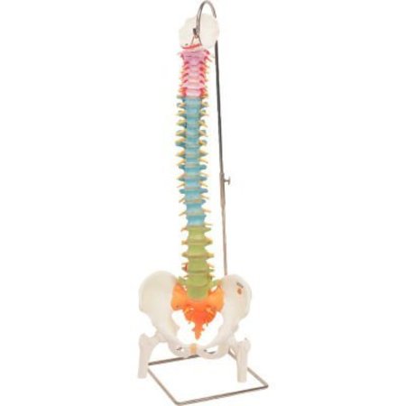 FABRICATION ENTERPRISES 3B® Anatomical Model - Flexible Spine, Didactic with Femur Heads 12-4537